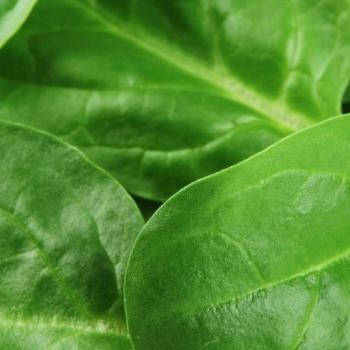 Baby-Leaf-Salat