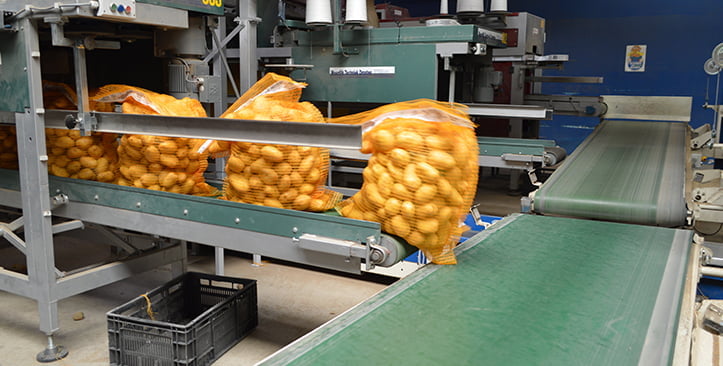 Clasificadora de patata en las instalaciones de Nedato