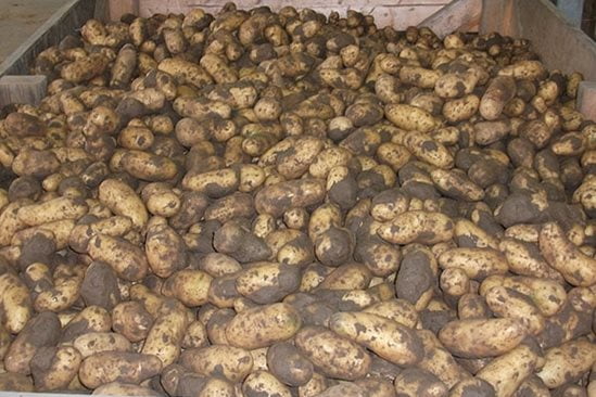 Unwashed potato sorting
