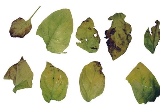 Clasificación de hojas enteras jóvenes y tiernas