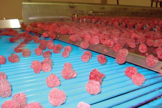 Raspberry sorting