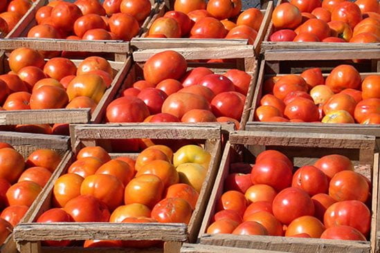 Tomato sorting