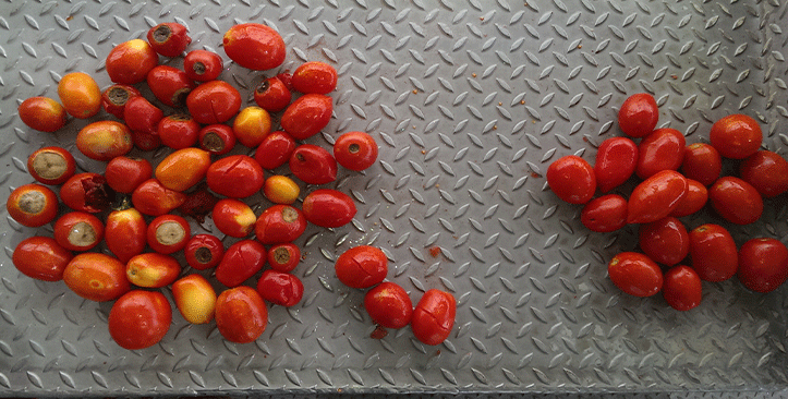 Tomato sorting by Sentinel II