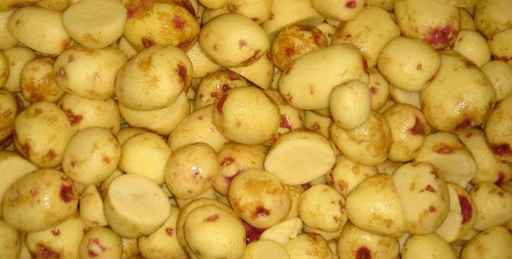 Sortierung verarbeitete Kartoffeln