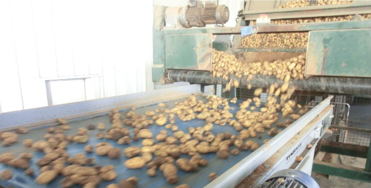 Sortiermaschine für ungewaschene Kartoffeln