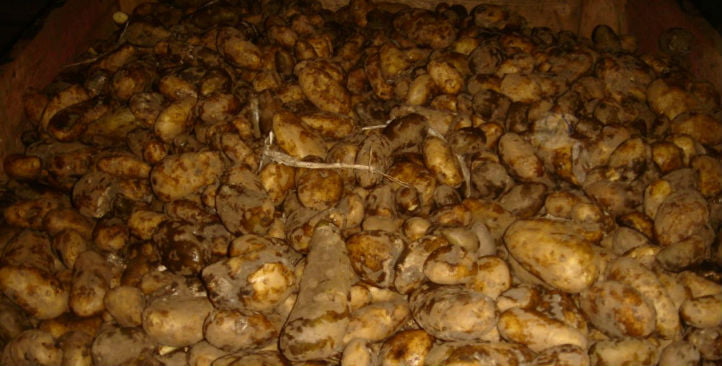 Сортировка немытого картофеля