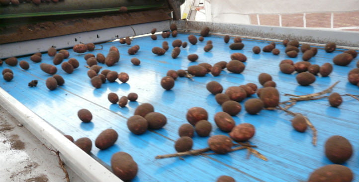 Clasificación de patatas sin lavar