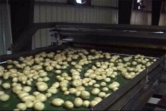 Machine de tri des pommes de terre lavées