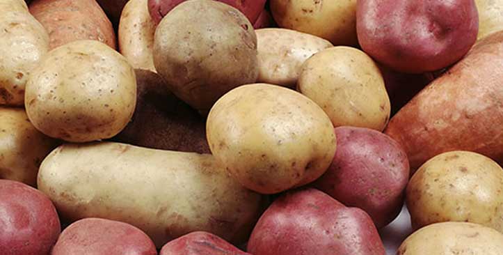 Sortierung von gereinigten Kartoffeln