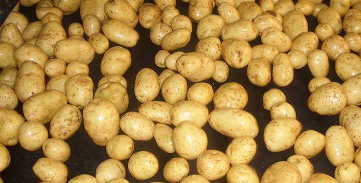 Сортировка мытого картофеля