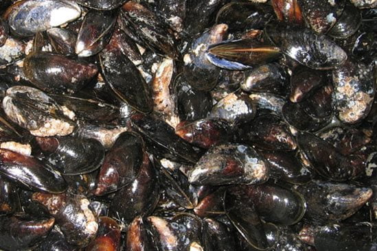 Mussel sorting