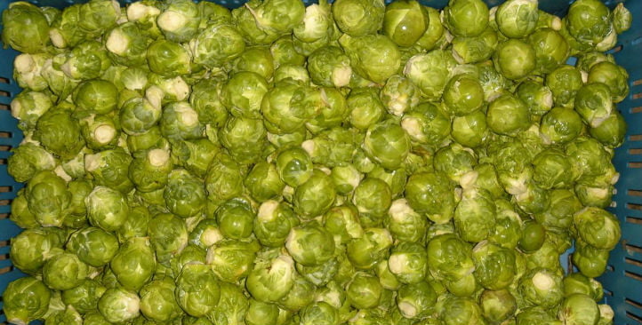 Brussels sprout sorting