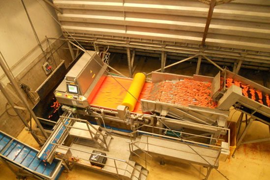Carrot sorting machine