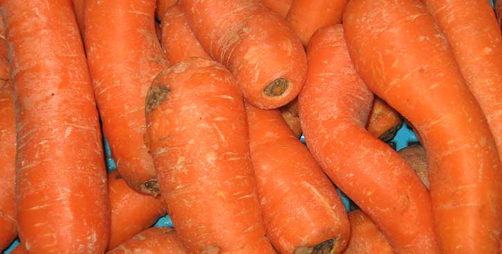 Carrot sorting